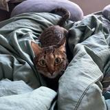 (Category: ) located in . Submitted by luiluiului.2 (Listing ID 1466382533, Image 1). Description: .