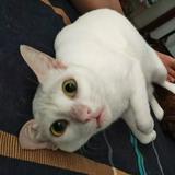 (Category: ) located in . Submitted by umisaluva (Listing ID 1466927255, Image 1). Description: .