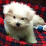 (Category: ) located in . Submitted by clorch (Listing ID 1459351672, Image 1). Description: .