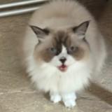 頭像