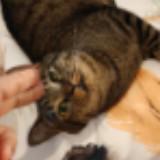 (Category: ) located in . Submitted by ___justpauline (Listing ID 1467404308, Image 1). Description: .