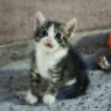 (Category: ) located in . Submitted by cj3087 (Listing ID 1466303158, Image 1). Description: .
