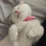 (分類:)位於 。 由 valriegoldner 提交(商品編號 1467276671,圖片 1)。簡介: 。