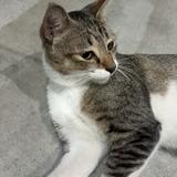 (Category: ) located in . Submitted by nurathirah71557 (Listing ID 1467239835, Image 1). Description: .