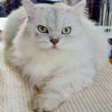 (分類:)位於 。 由 happycat689 提交(商品編號 1467542571,圖片 1)。簡介: 。