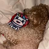 (Category: ) located in . Submitted by tinlala0116 (Listing ID 1467836183, Image 1). Description: .