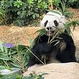 (分類:)位於 。 由 wildwhale.4f4769 提交(商品編號 1467606161,圖片 1)。簡介: 。