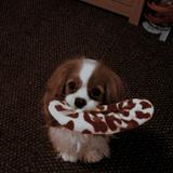 (Category: ) located in . Submitted by beatty666 (Listing ID 1467891788, Image 1). Description: .