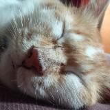 (Category: ) located in . Submitted by grandcloud-00c431 (Listing ID 1468963981, Image 1). Description: .