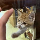 (分類:)位於 。 由 silverluna 提交(商品編號 1468652978,圖片 1)。簡介: 。
