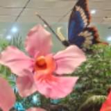 (Category: ) located in . Submitted by granddolphin.6c0ebd (Listing ID 1315114505, Image 1). Description: .