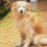 (Category: ) located in . Submitted by raywong1028 (Listing ID 1447592244, Image 1). Description: .