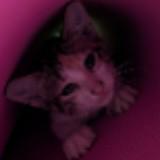 (Category: ) located in . Submitted by deniniii (Listing ID 1469625266, Image 1). Description: .
