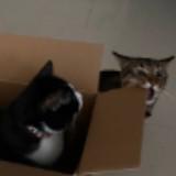 (Category: ) located in . Submitted by sapplings (Listing ID 1468581401, Image 1). Description: .