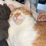 由 cat__8 (刊登 ID 1468855151,圖片 1) 提交,位於 的 (類別:),說明:。