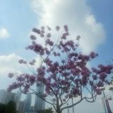(分類:)位於 。 由 greenwild2025 提交(商品編號 1468439911,圖片 1)。簡介: 。