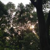 由 lily950190 (刊登 ID 1468475587,圖片 1) 提交,位於 的 (類別:),說明:。