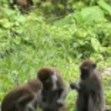 (Category: ) located in . Submitted by ghosriderr90 (Listing ID 1468532814, Image 1). Description: .