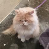 (Category: ) located in . Submitted by giri-1 (Listing ID 1468382106, Image 1). Description: .