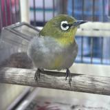 (Category: ) located in . Submitted by birbspotter (Listing ID 1468604591, Image 1). Description: .