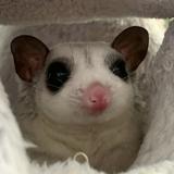 頭像