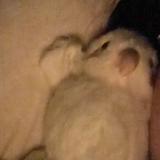 (Category: ) located in . Submitted by abcddee11 (Listing ID 1466088565, Image 1). Description: .