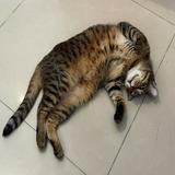 由 hung1030 (刊登 ID 1468961758,圖片 1) 提交,位於 的 (類別:),說明:。