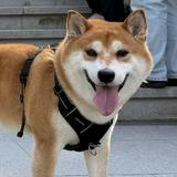 (分類:)位於 。 由 jane2020366 提交(商品編號 1468897327,圖片 1)。簡介: 。