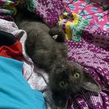 (Category: ) located in . Submitted by overwilbert (Listing ID 1468967489, Image 1). Description: .