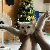 (Category: ) located in . Submitted by warmphoenix.4b1b58 (Listing ID 1469043825, Image 1). Description: .