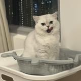 頭像