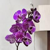(Category: ) located in . Submitted by phalaenopsis_mandaue (Listing ID 1469064003, Image 1). Description: .
