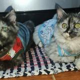 (Category: ) located in . Submitted by scarlette7 (Listing ID 1468933299, Image 1). Description: .