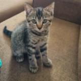 (Category: ) located in . Submitted by scher_scher (Listing ID 1469430384, Image 1). Description: .