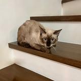 (Category: ) located in . Submitted by woodtiger.1974 (Listing ID 1469808776, Image 1). Description: .