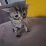 (Category: ) located in . Submitted by tradiie_12 (Listing ID 1469620508, Image 1). Description: .