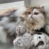 (分類:)位於 。 由 linachan486 提交(商品編號 1467227119,圖片 1)。簡介: 。
