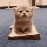 (Category: ) located in . Submitted by algy1 (Listing ID 1469822359, Image 1). Description: .