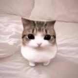 (Category: ) located in . Submitted by cicistore_ (Listing ID 1469856588, Image 1). Description: .
