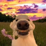 (Category: ) located in . Submitted by lil_paws_big_trouble (Listing ID 1471031996, Image 1). Description: .