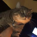 (Category: ) located in . Submitted by aaimdst (Listing ID 1470034635, Image 1). Description: .