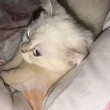 (Category: ) located in . Submitted by nutieee (Listing ID 1470933564, Image 1). Description: .