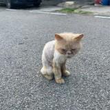 (Category: ) located in . Submitted by ibnu-0453 (Listing ID 1470278501, Image 1). Description: .