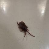 (Category: ) located in . Submitted by mikki9914 (Listing ID 1470294790, Image 1). Description: .
