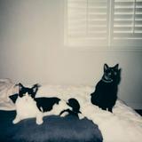 (Category: ) located in . Submitted by d37zf (Listing ID 1469974022, Image 1). Description: .