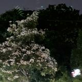 (Kategori: ) berada di . Dikirim oleh warisan_ibu (ID iklan 1470248631, Gambar 1). Deskripsi: .
