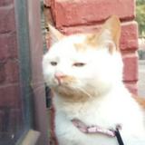 (Category: ) located in . Submitted by ppopreloved (Listing ID 1470514184, Image 1). Description: .