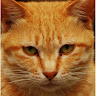 (分類:)位於 。 由 coolcat_984714 提交(商品編號 1470589181,圖片 1)。簡介: 。