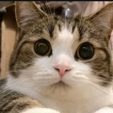 (分類:)位於 。 由 kittywow 提交(商品編號 1470639008,圖片 1)。簡介: 。