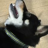 (分類:)位於 。 由 alex_leung_hk 提交(商品編號 1470771726,圖片 1)。簡介: 。